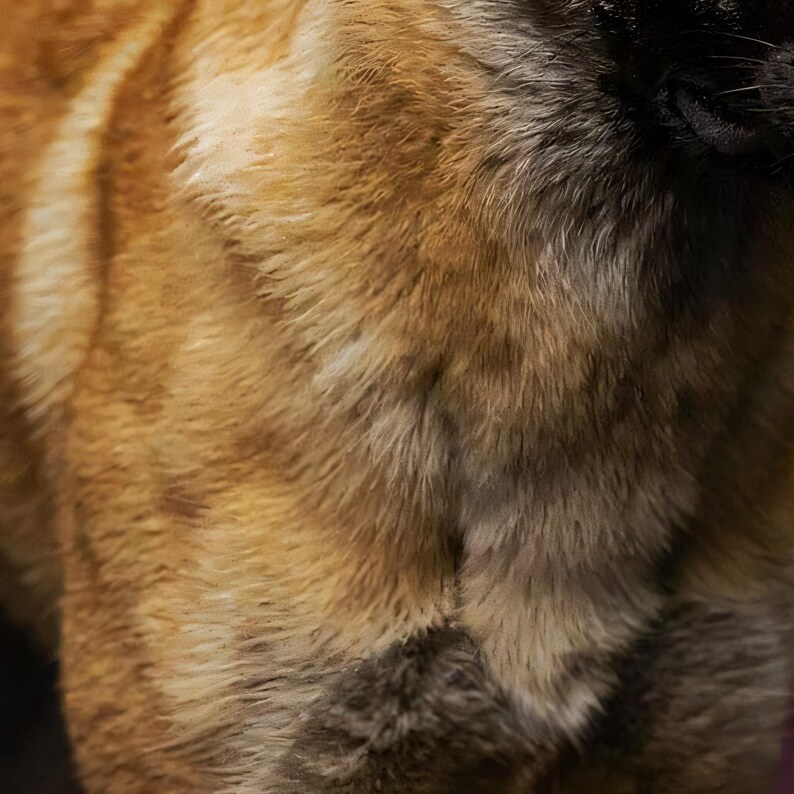 Close-up detail of Belgian Malinois Wall Art II art print