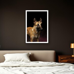Belgian Malinois Wall Art II art print framed in a dark luxury bedroom