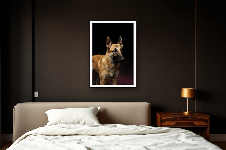 Belgian Malinois Wall Art II art print framed in a dark luxury bedroom