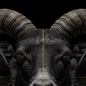 Ram Wall Art | Brass Spiral Horns, Black Gold Animal Print (Digital Download) image 4
