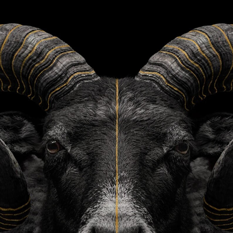 Ram Wall Art | Brass Spiral Horns, Black Gold Animal Print (Digital Download) image 4