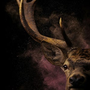 Close-up detail of Stag Wall Art art print