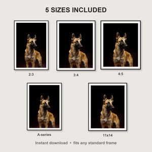 Belgian Malinois Wall Art print size chart - 5 ratios included: 2:3, 3:4, 4:5, 11x14, ISO A