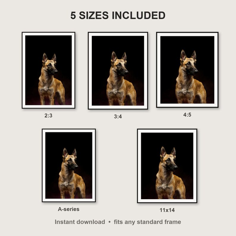 Belgian Malinois Wall Art print size chart - 5 ratios included: 2:3, 3:4, 4:5, 11x14, ISO A