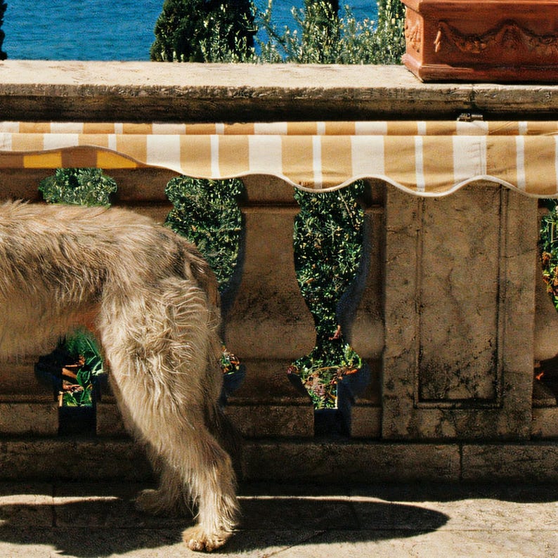 Close-up detail of Afghan Hound Wall Art art print