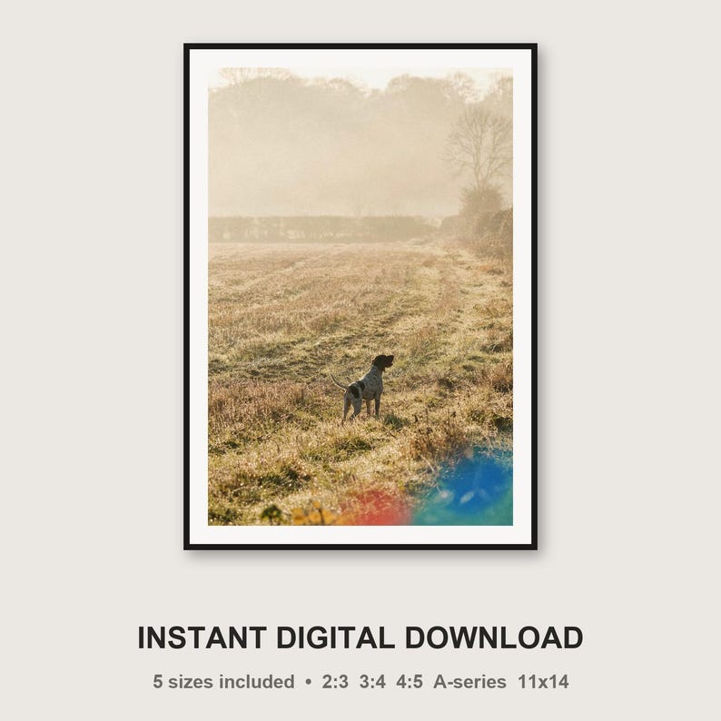 Fotografía vintage de un pointer inglés en un campo brumoso (descarga digital) imagen 3