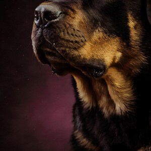 Close-up detail of Rottweiler Wall Art II art print