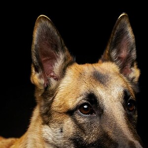 Belgian Malinois Print | Brass Gold Dog Decor (Digital Download) image 4