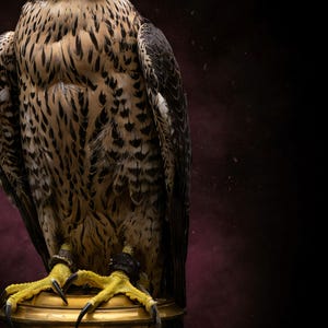 Close-up detail of Falcon Wall Art art print