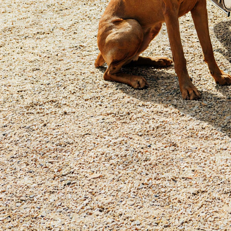 Close-up detail of Vizsla Wall Art art print