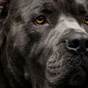 Cane Corso Portrait | Brass Light Dog Art (Digital Download) image 4