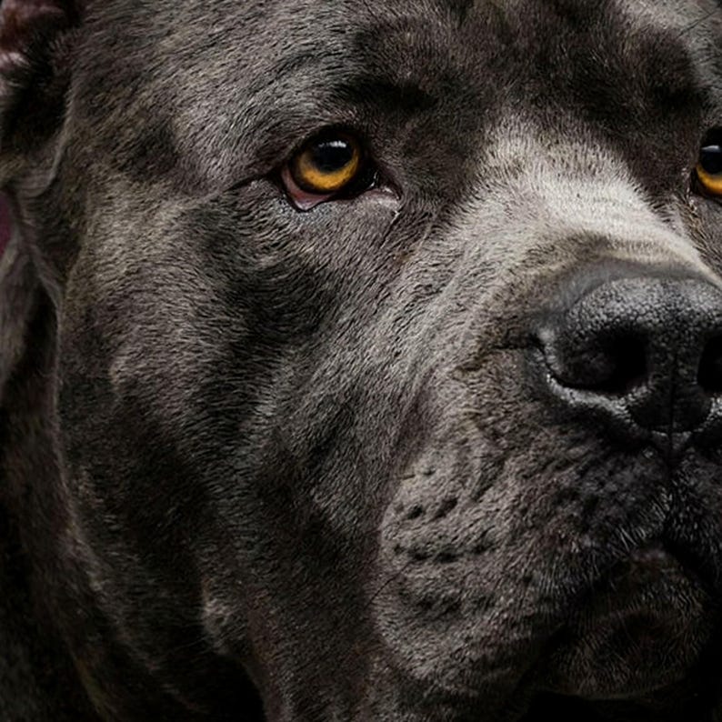 Cane Corso Portrait | Brass Light Dog Art (Digital Download) image 4