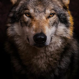 Close-up detail of Wolf Wall Art art print