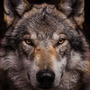 Vargtryck | Mässingsbågade ögon, djurdekor i svart guld (digital nedladdning) bild 4