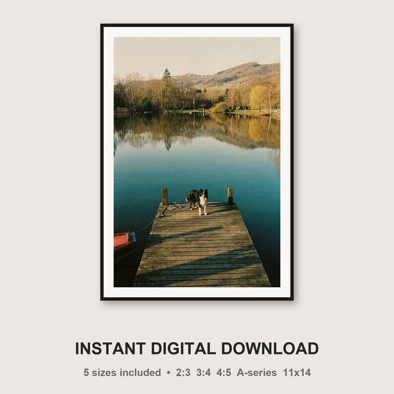 Stampa di un Border Collie sul molo del lago / Fotografia vintage di un cane (Download digitale) immagine 3