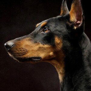 Doberman Print | Brass Rimmed Dog Portrait, Black Gold Decor (Digital Download) image 4