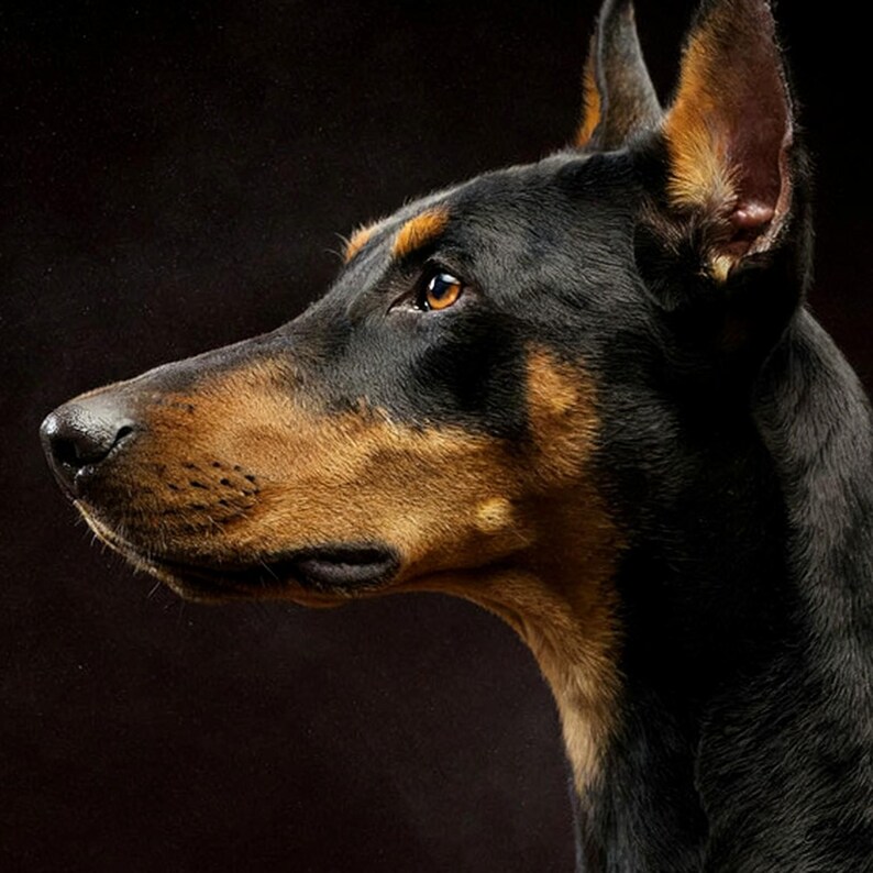 Doberman Print | Brass Rimmed Dog Portrait, Black Gold Decor (Digital Download) image 4