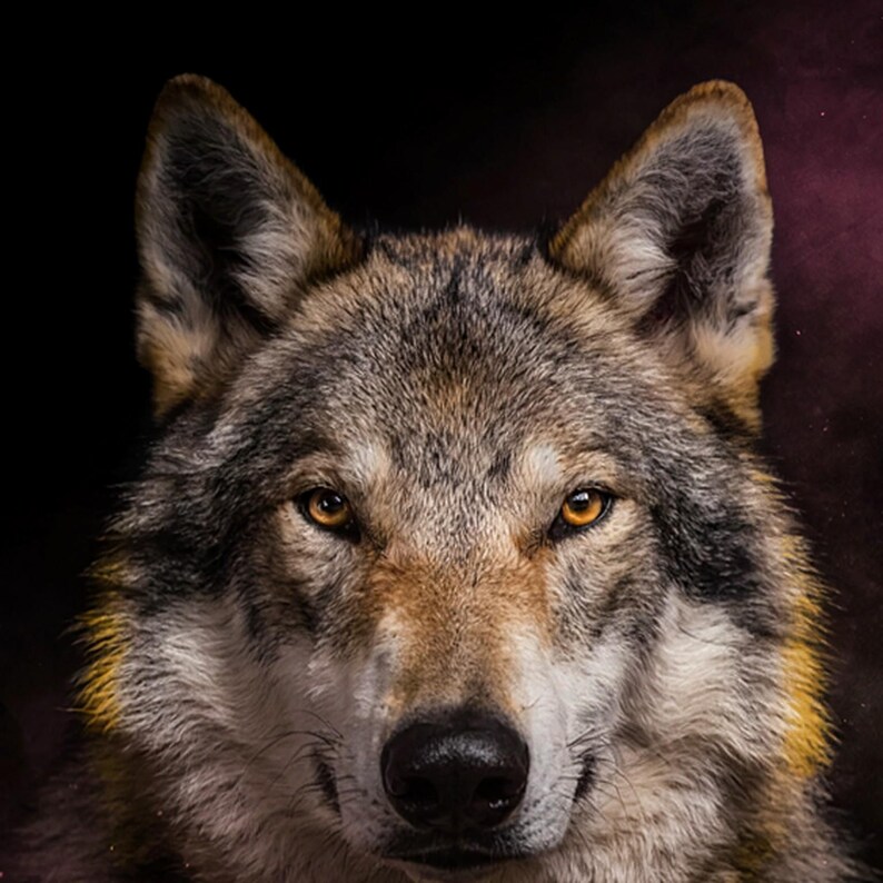 Wolf Print | Brass Rimmed Animal Decor | Dark Luxury Art (Digital Download) image 4