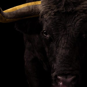 Close-up detail of Bull Wall Art art print