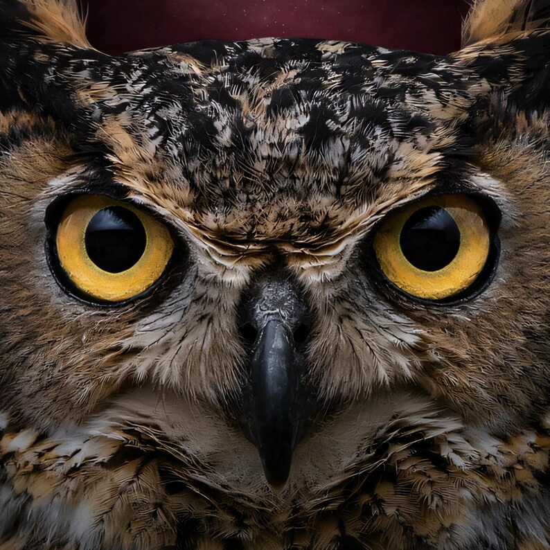 Close-up detail of Owl Wall Art art print