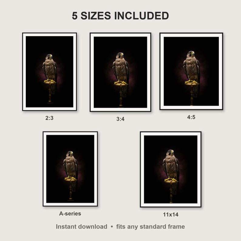 Falcon Wall Art print size chart - 5 ratios included: 2:3, 3:4, 4:5, 11x14, ISO A