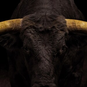 Bull Wall Art | Brass Horns, Black Gold Animal Print (Digital Download) image 4