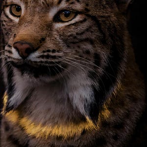 Close-up detail of Lynx Wall Art art print