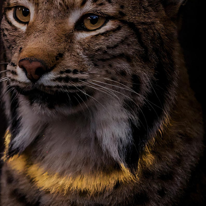 Close-up detail of Lynx Wall Art art print