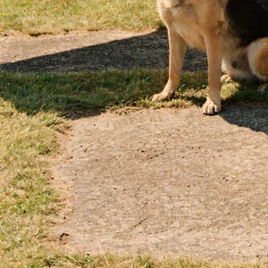 Close-up detail of German Shepherd Wall Art art print