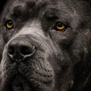 Cane Corso Portrait | Brass Light Dog Art (Digital Download) image 4