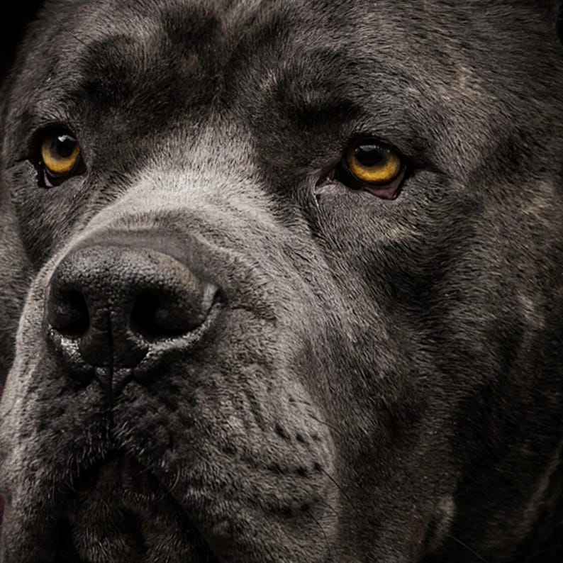 Cane Corso Portrait | Brass Light Dog Art (Digital Download) image 4