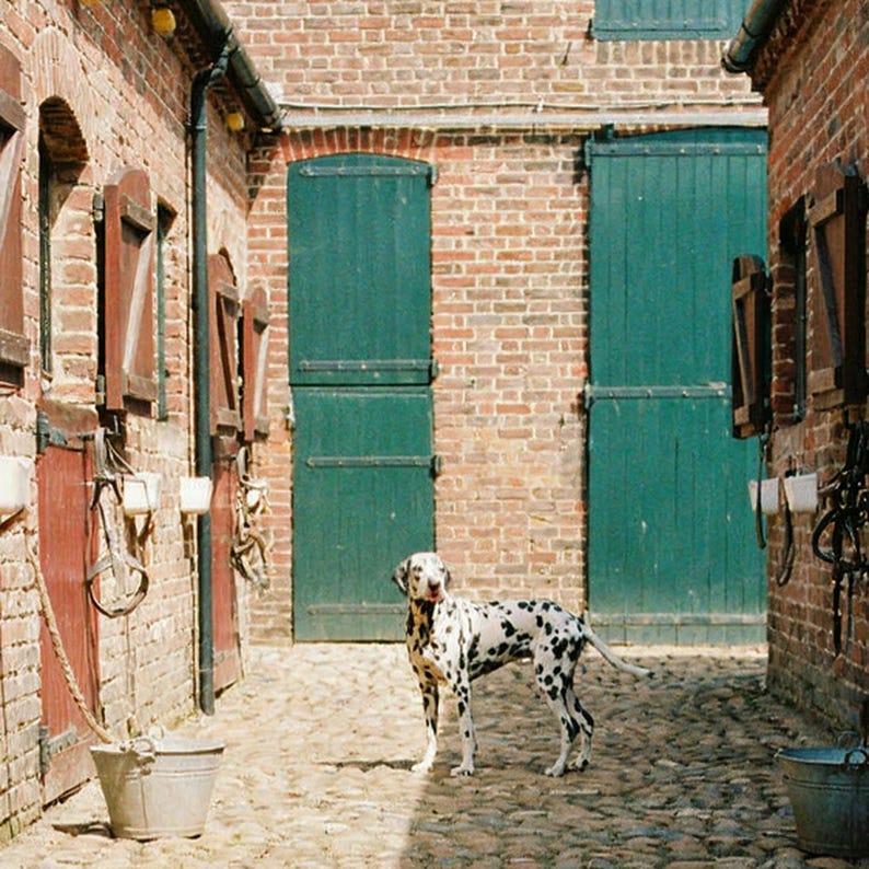 Dalmatian Stable Print | Equestrian Estate Dog Photography (Digital Download) image 4