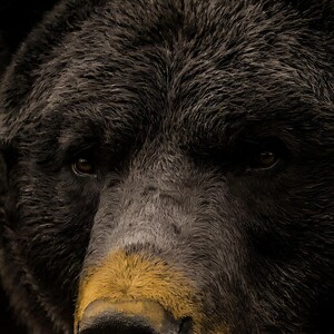Close-up detail of Bear Wall Art art print