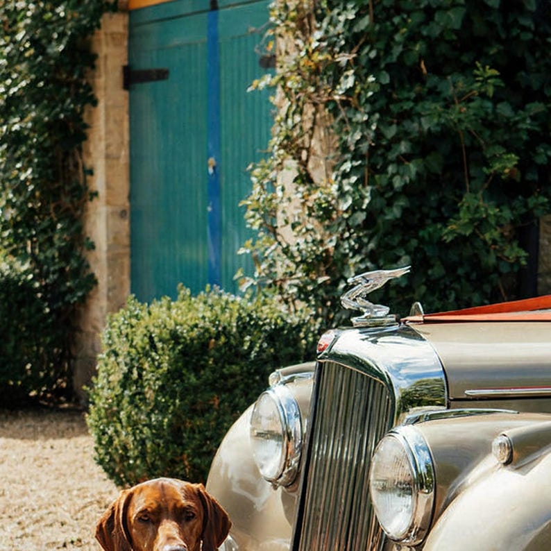 Vizsla-Hund-Bentley-Druck | Oldtimer-Fotografie (Digitaler Download) Bild 4