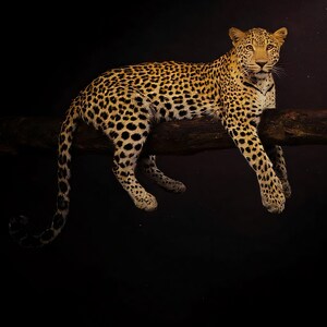 Close-up detail of Leopard Wall Art II art print