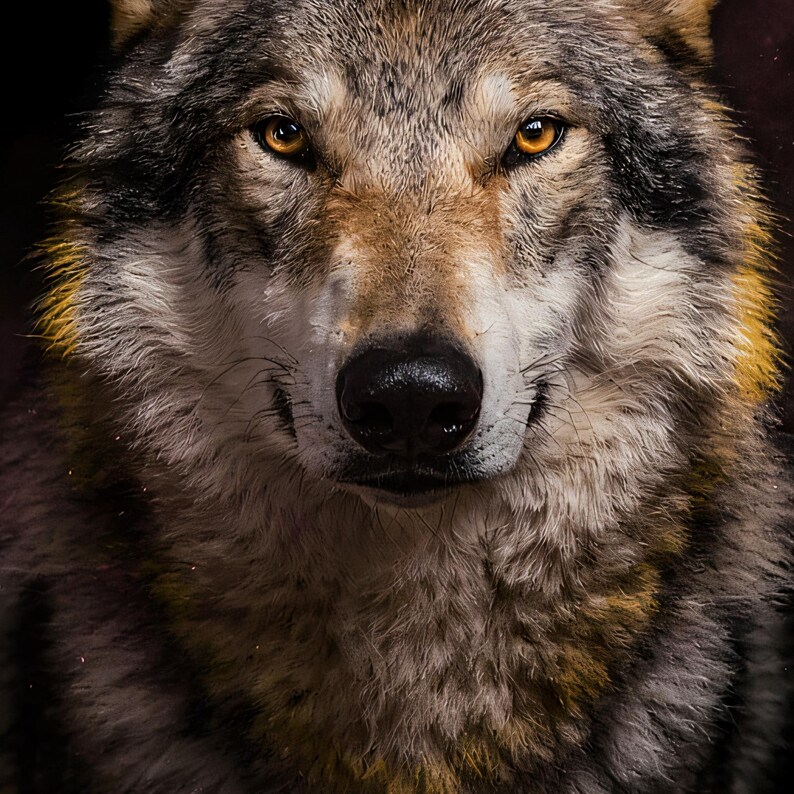 Close-up detail of Wolf Wall Art II art print