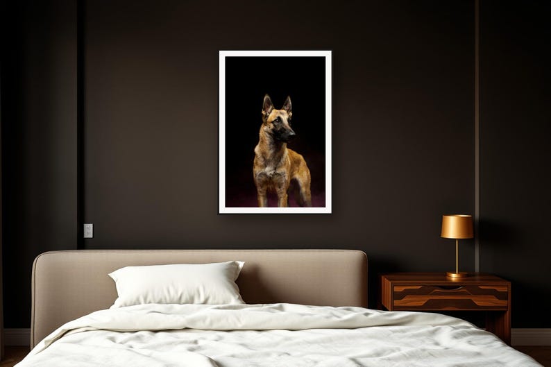 Belgian Malinois Wall Art art print framed in a dark luxury bedroom