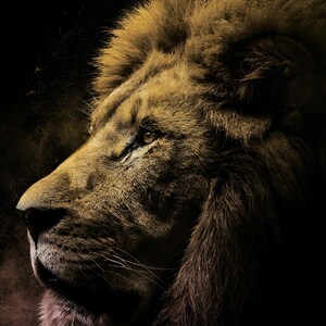 Close-up detail of Lion Wall Art art print