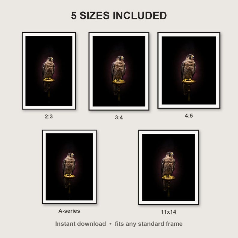 Falcon Wall Art II print size chart - 5 ratios included: 2:3, 3:4, 4:5, 11x14, ISO A