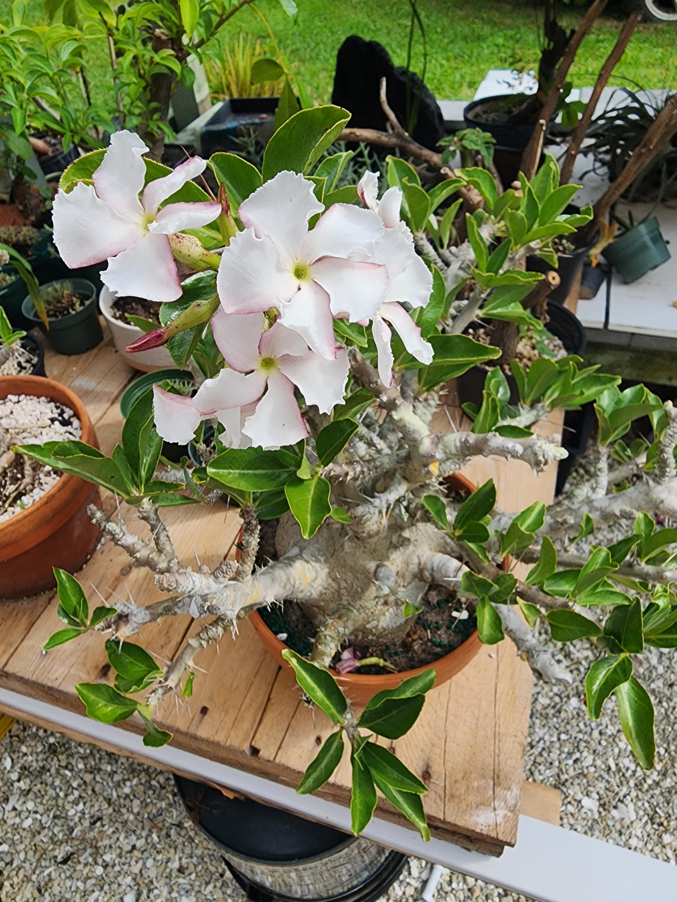 Pachypodium Saundersii 8