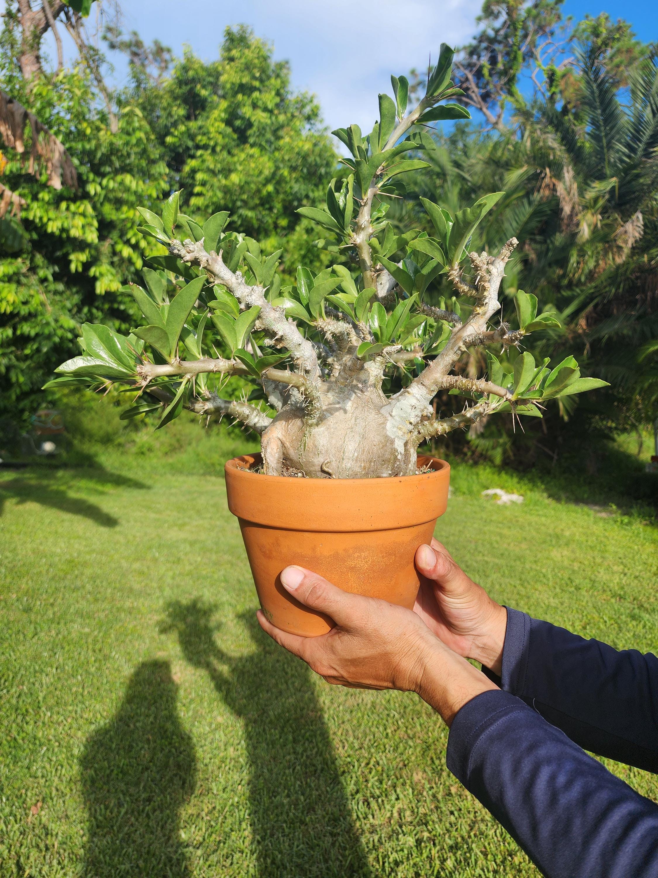 Pachypodium Saundersii 8