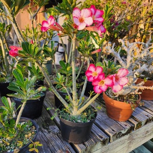 Desert Rose Adenium obesum