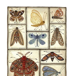 Moths Print, entomology specimens collection, giclee art print, watercolor art, watercolour