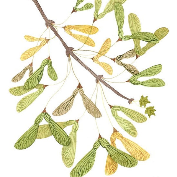 Seeds from the Maples VII original watercolor painting