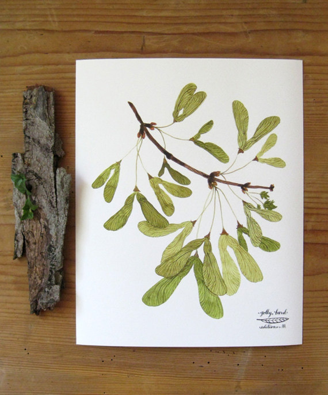 Winged Maple Seeds Print Botanical Print Botanicals Giclee Etsy