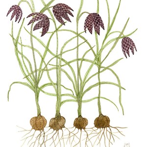 Fritillaria Bulbs original watercolor painting