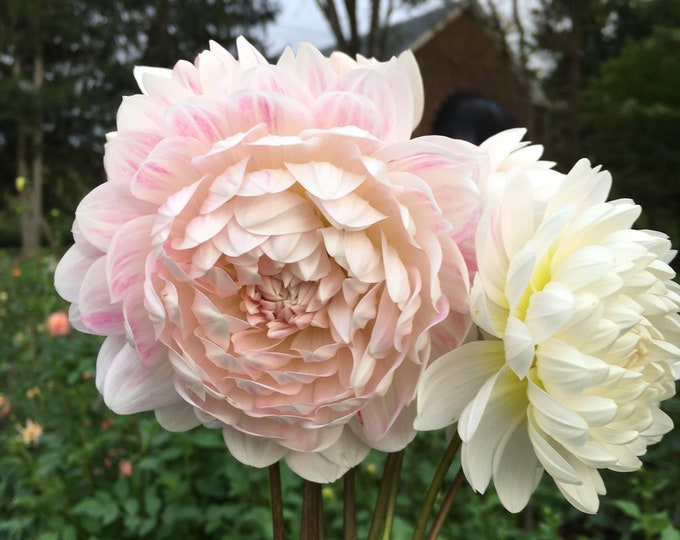 Kelgai Ann Dahlia Tuber Etsy