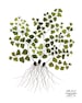 Maidenhair Fern Botanical Print, botanicals, woodland fern art, giclee art print, floral art, watercolor print 