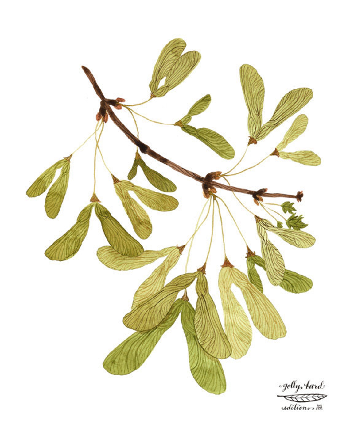 Winged Maple Seeds Print Botanical Print Botanicals Giclee Etsy