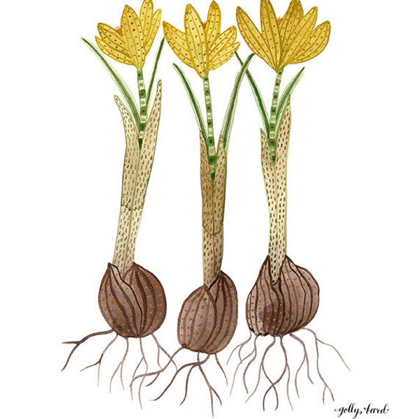 Golden Crocuses Print, botanical print, giclee print, botanicals, spring flowers, reproduction watercolor
